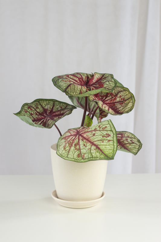 Caladium Tootsie