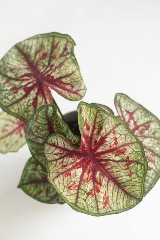 Caladium Tootsie