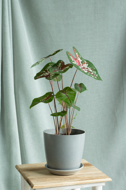 Caladium Carolyn Whorton