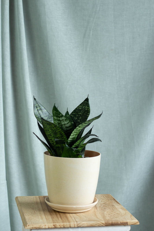 Sansevieria Hahnii