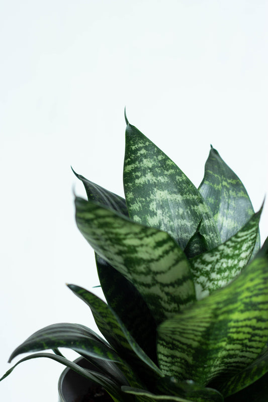 Sansevieria Hahnii