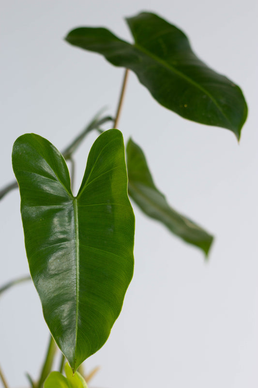 Philodendron Burle Marx