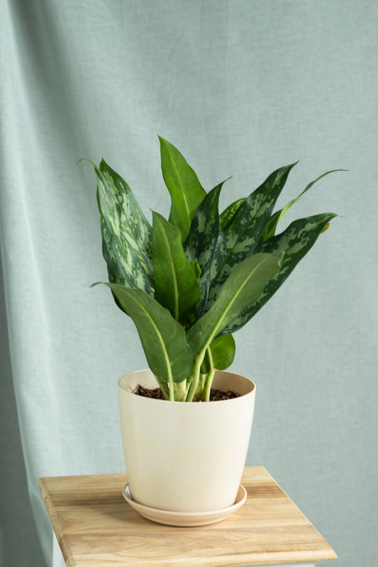 Aglaonema Maria