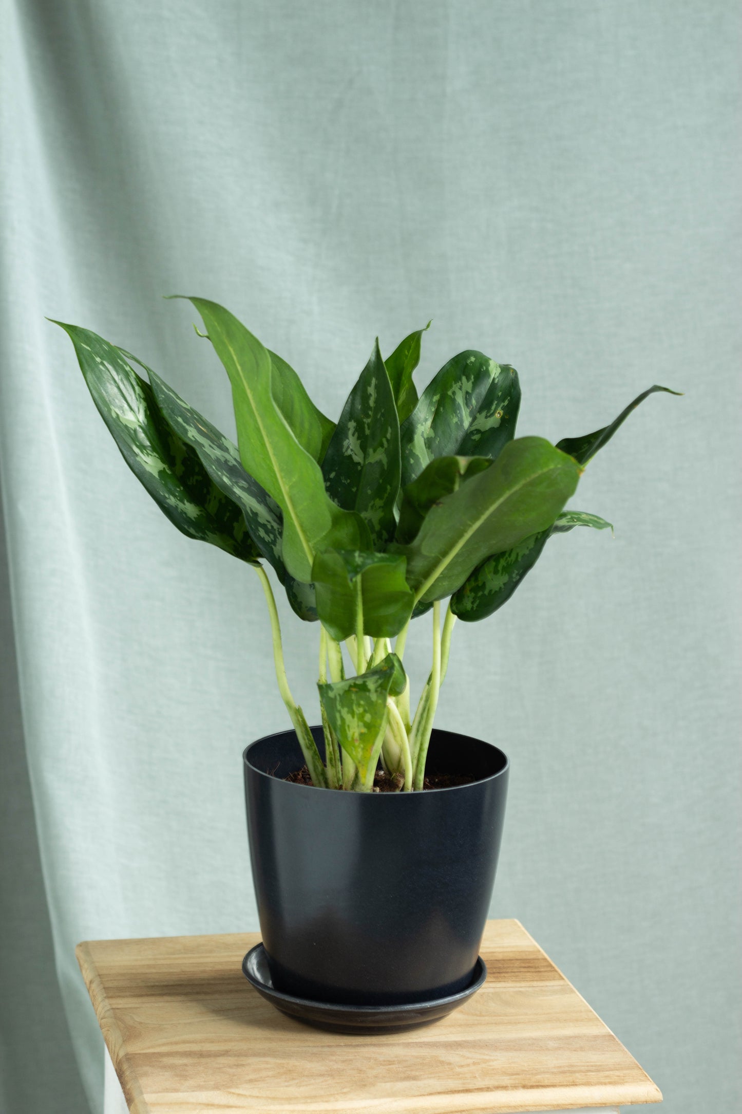 Aglaonema Maria – Bloomspace