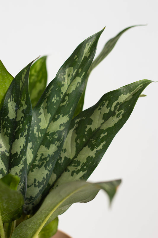 Aglaonema Maria