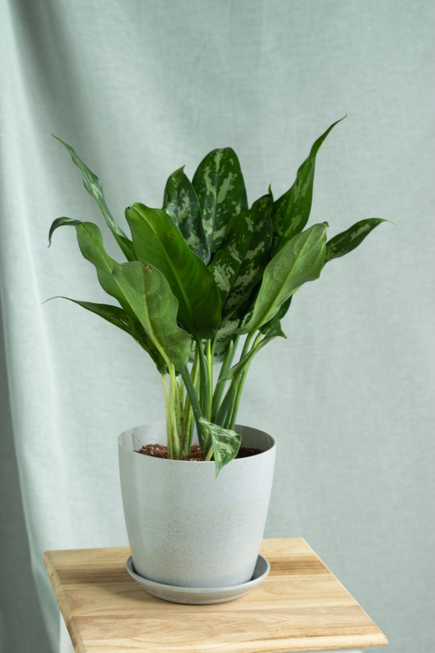 Aglaonema Maria