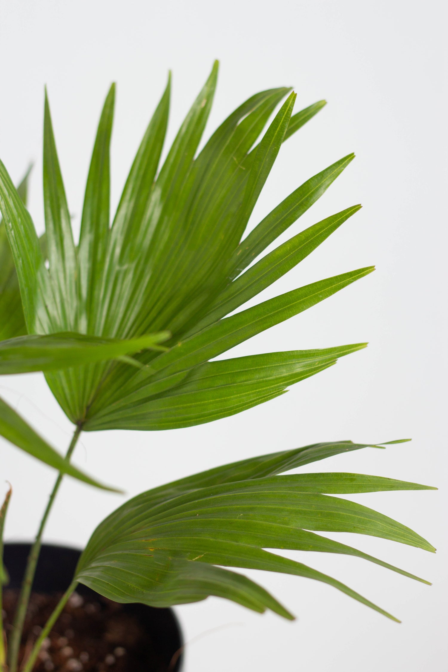 Closeup-Chinese Fan Palm