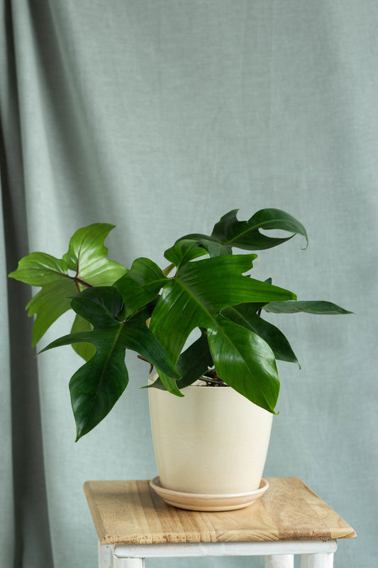 Philodendron Florida Green