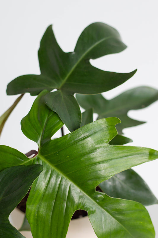 Philodendron Florida Green