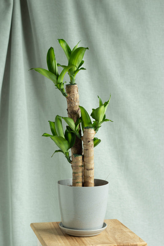 Dracaena Fragans Cane