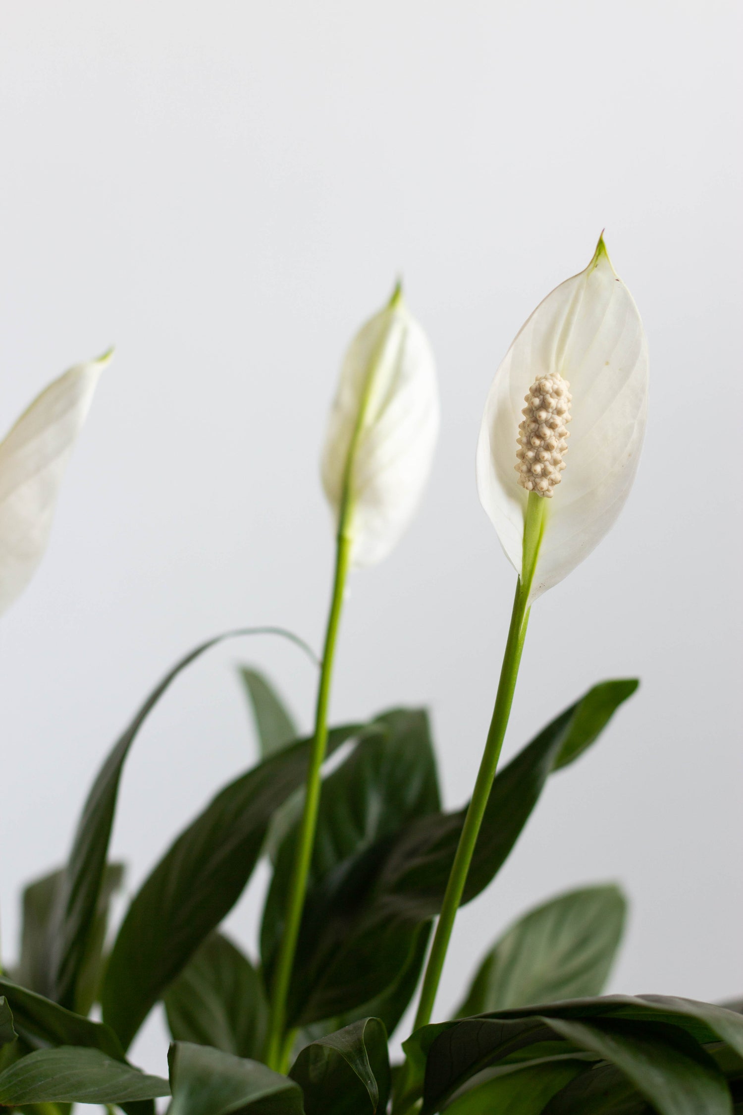 Peace Lily – Bloomspace