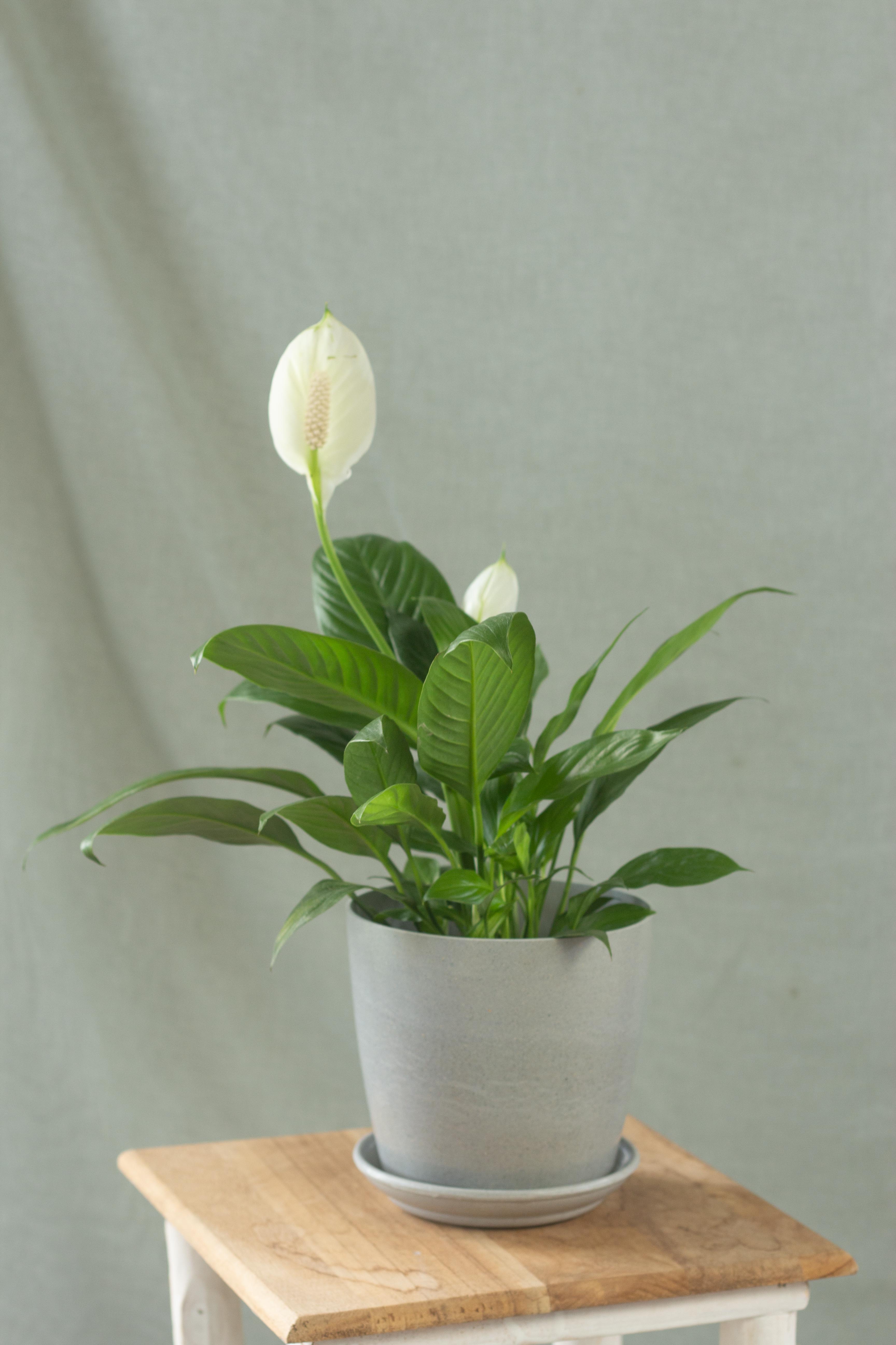 Peace Lily Bloomspace   M46bPeaceLilyGrey 