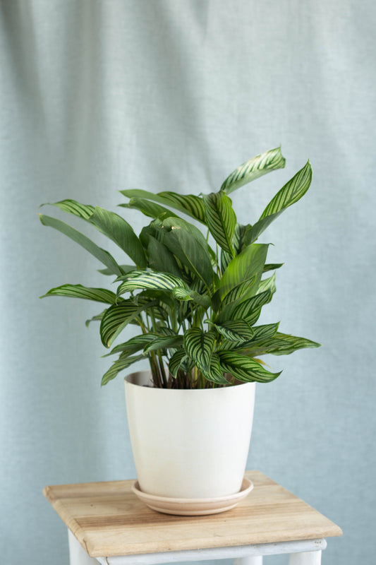 Calathea White Line