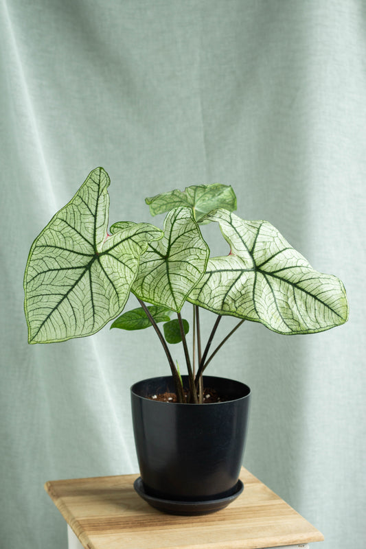 Caladium White Christmas