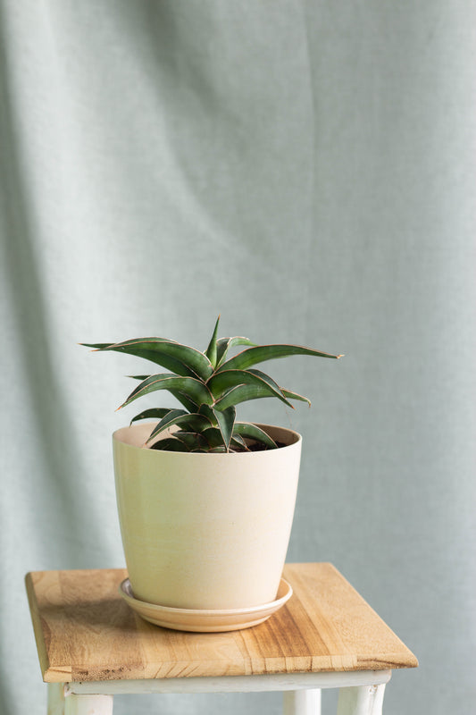 Sansevieria Samurai