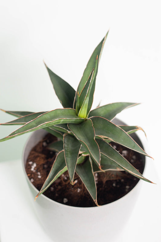 Sansevieria Samurai