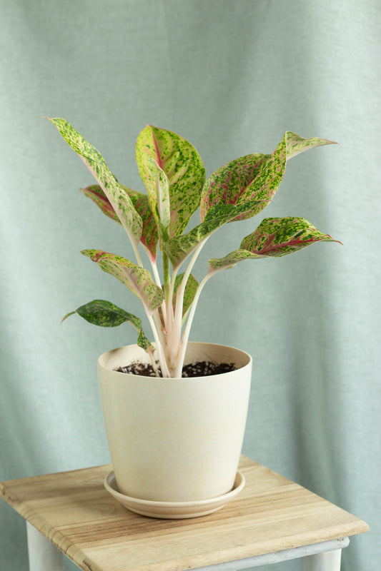 Aglaonema Golden Papaya