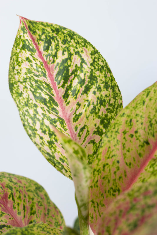 Aglaonema Golden Papaya