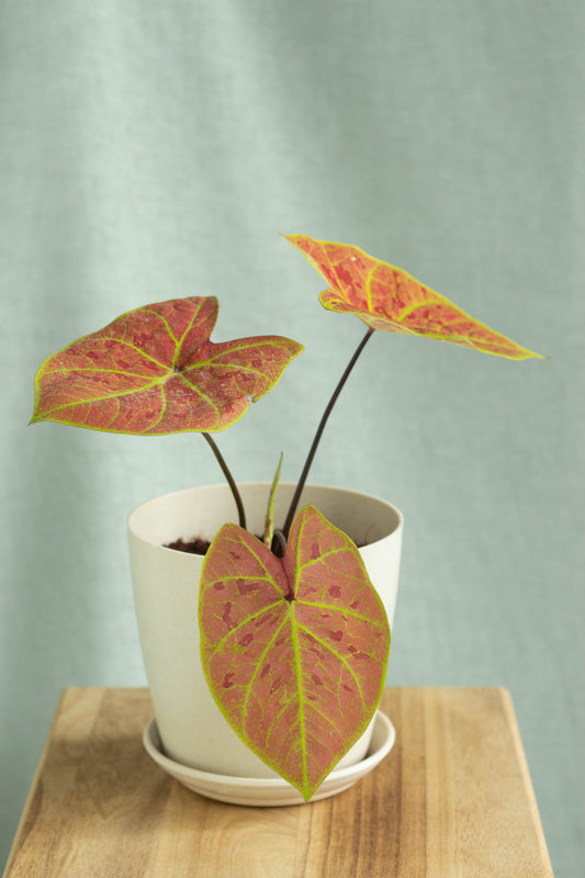 Caladium New Wave