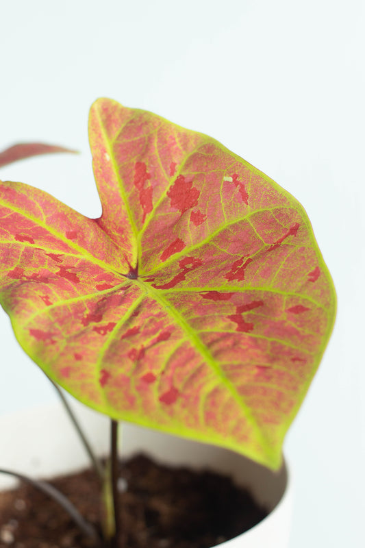 Caladium New Wave