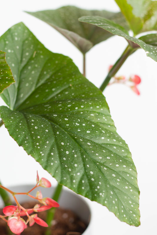 Begonia Lucerna