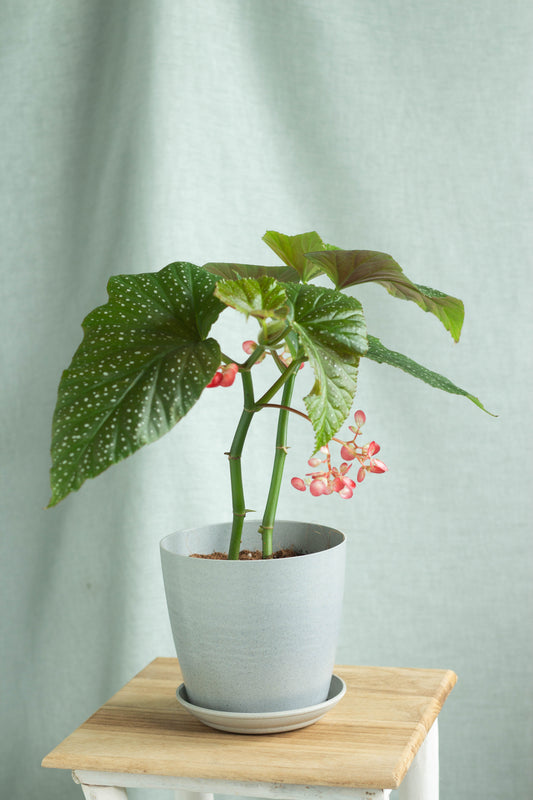 Begonia Lucerna