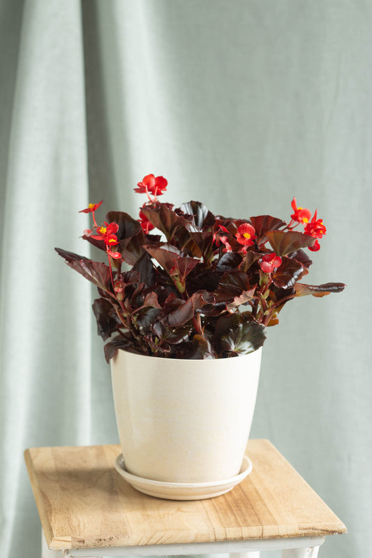 Begonia Viking