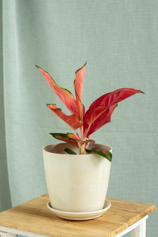 Aglaonema China Red