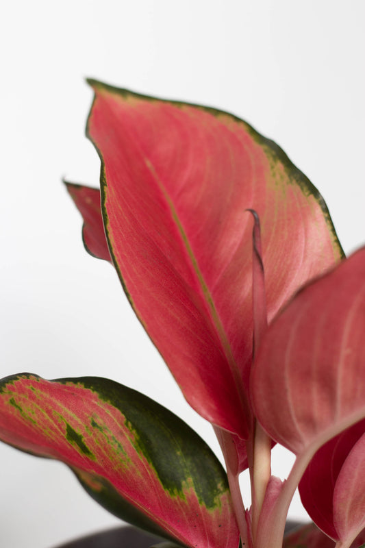 Aglaonema China Red