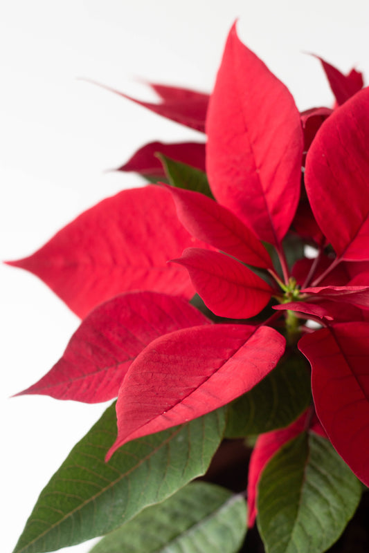 Red Poinsettia