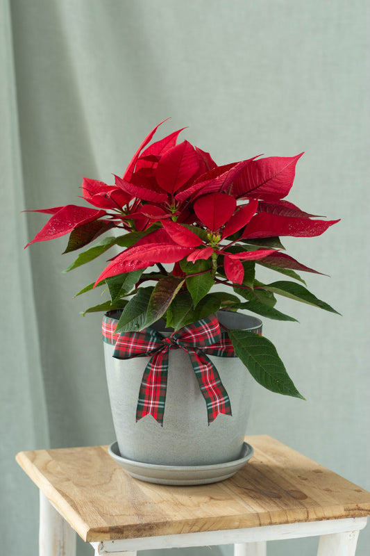 Red Poinsettia