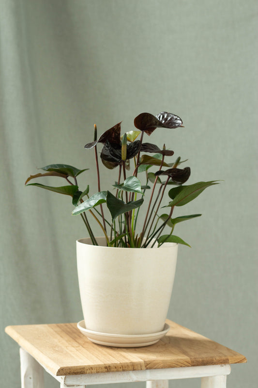 Anthurium Black Love