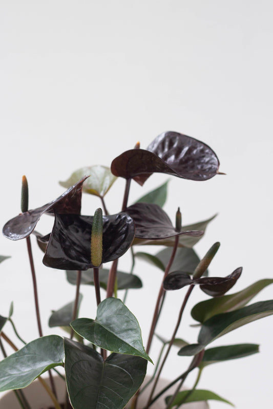 Anthurium Black Love