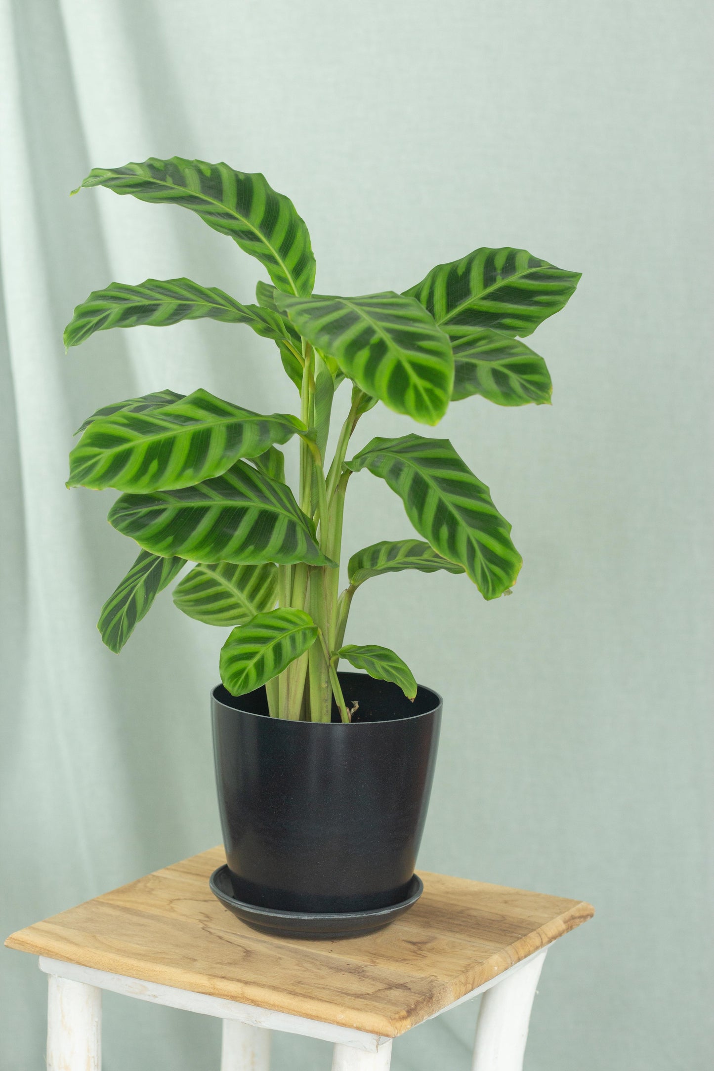 Calathea Zebrina