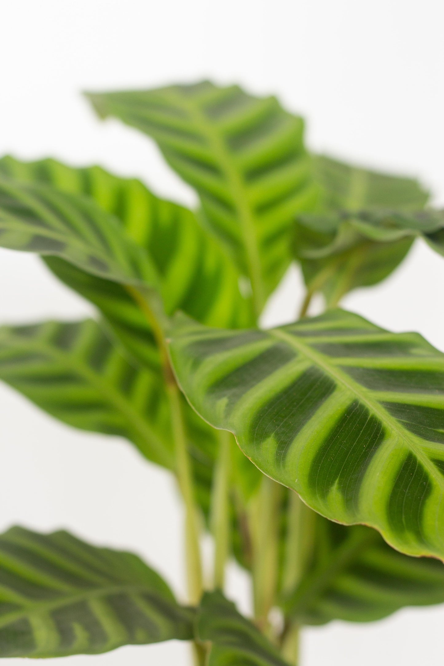 Calathea Zebrina