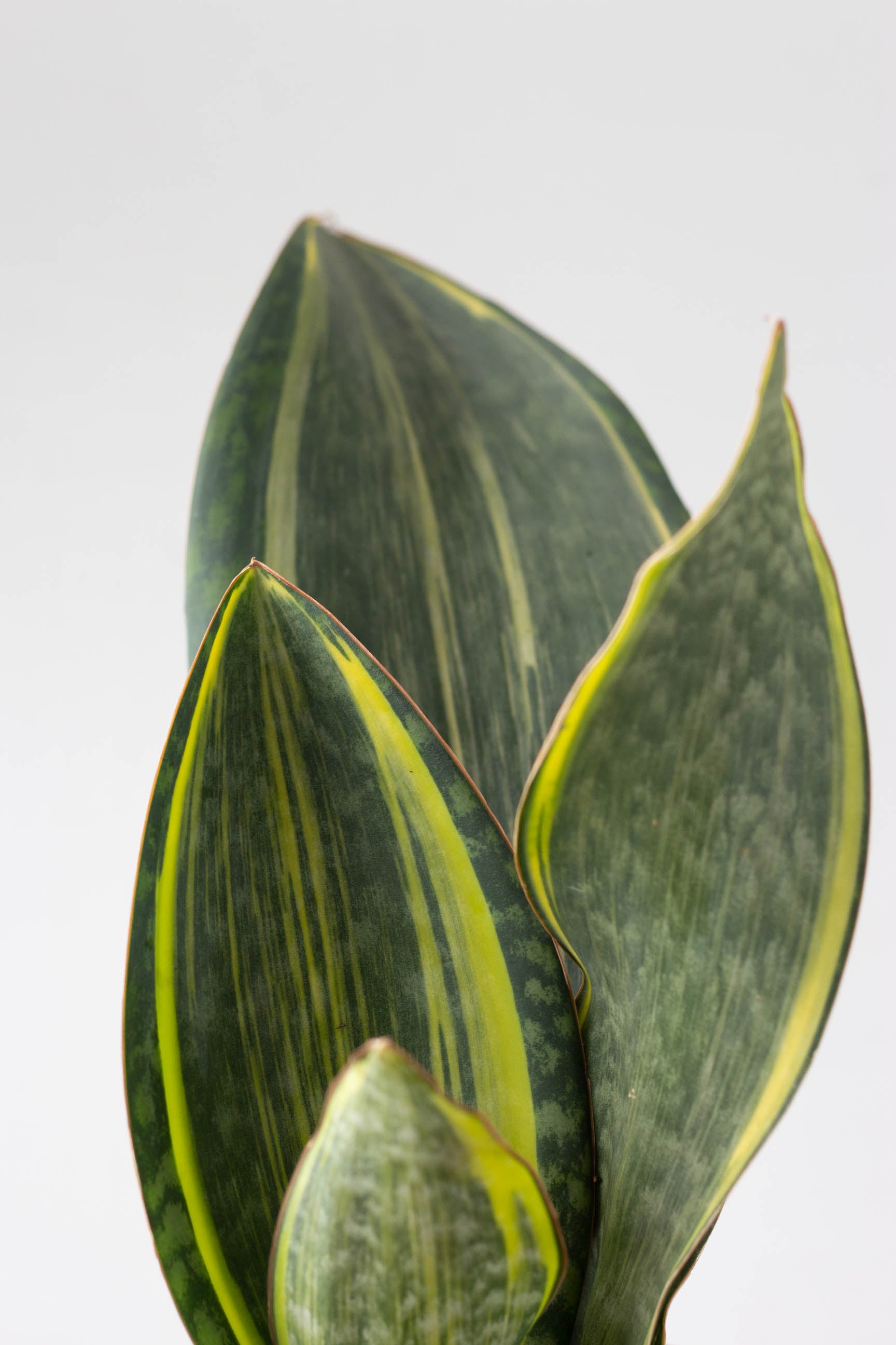 Sansevieria Masoniana Variegata – Bloomspace