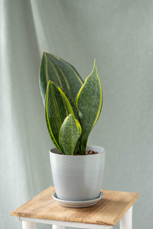 Sansevieria Masoniana Variegata