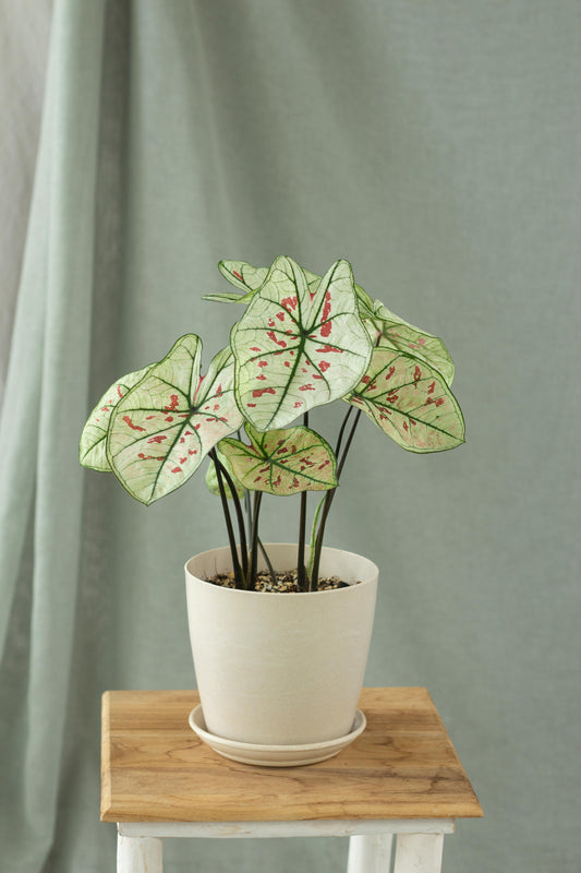 Caladium Strawberry Star