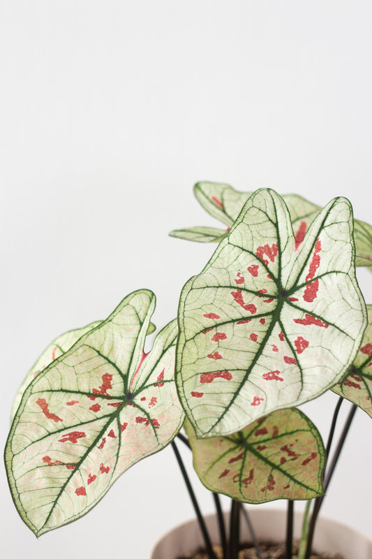 Caladium Strawberry Star