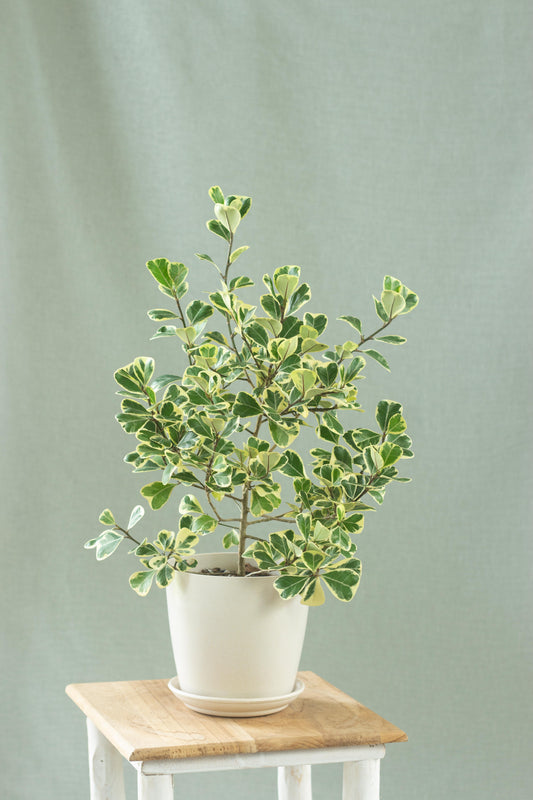 Ficus Deltoidea Variegata