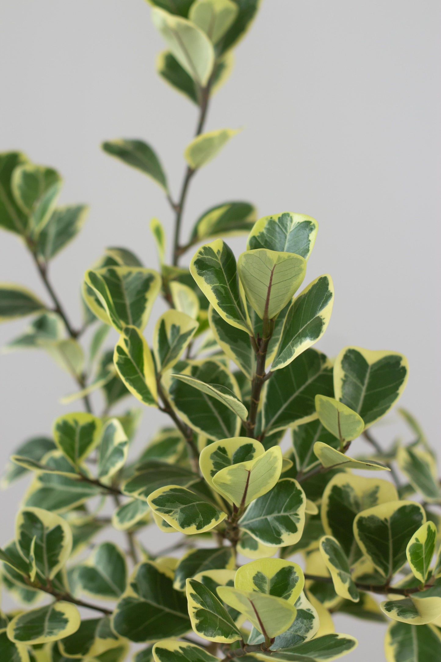 Ficus Deltoidea Variegata