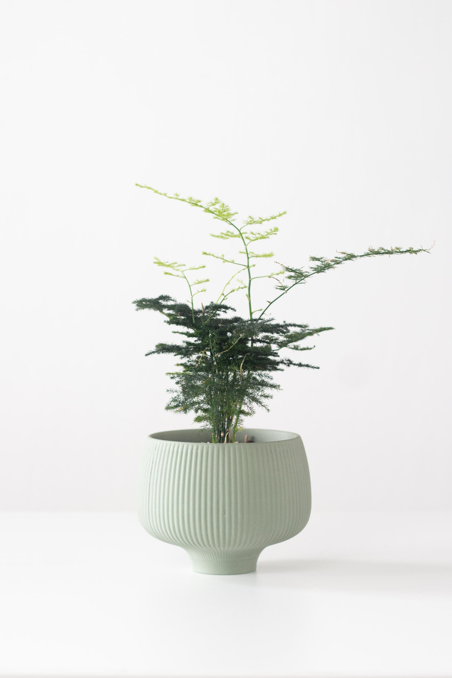 Plumosa Fern