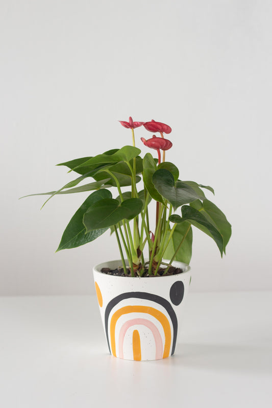 Anthurium