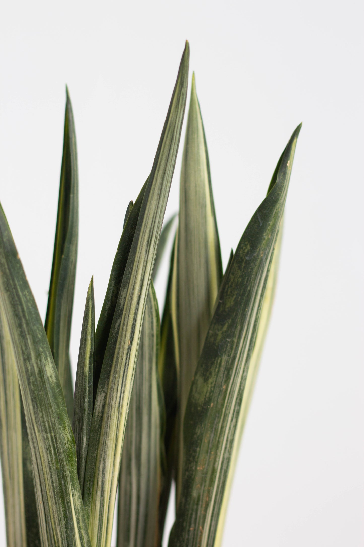 Sansevieria Bantel Sensation