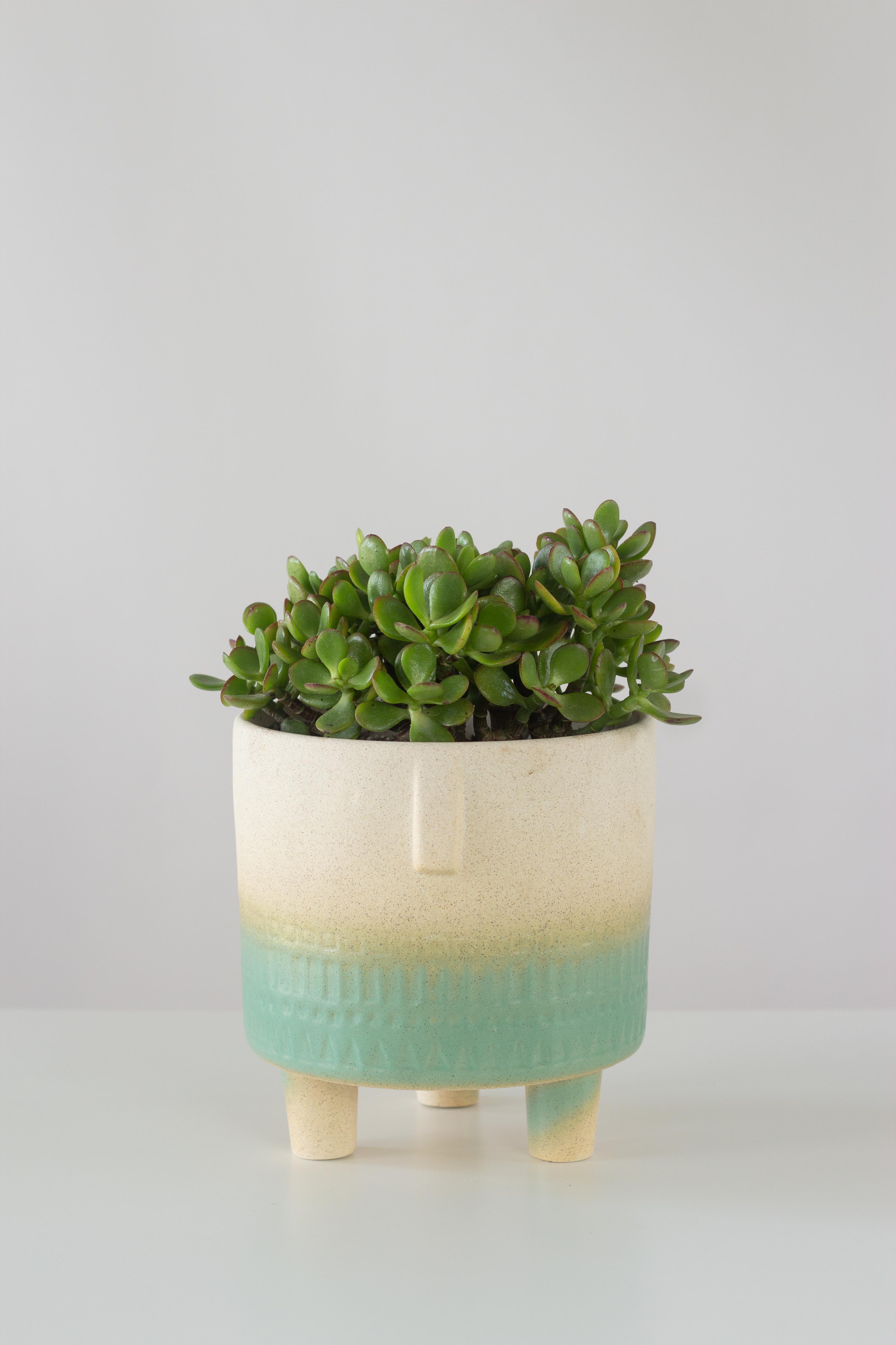 Jade Plant – Bloomspace