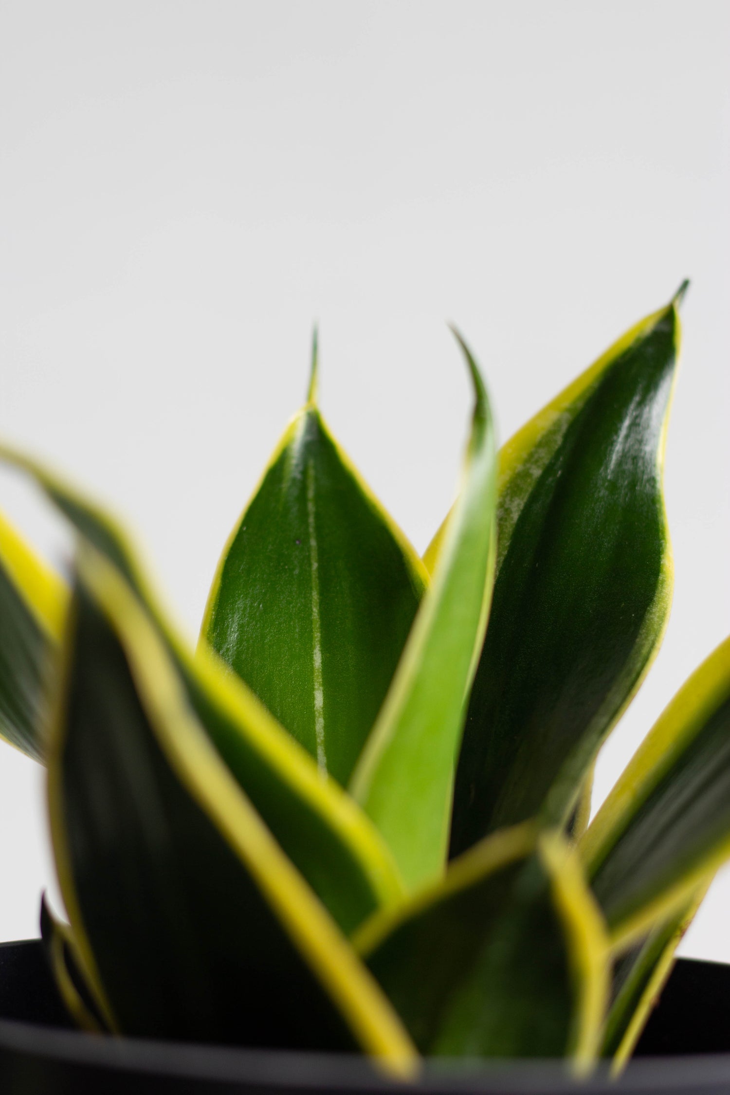 Closeup-Sansevieria Black Star