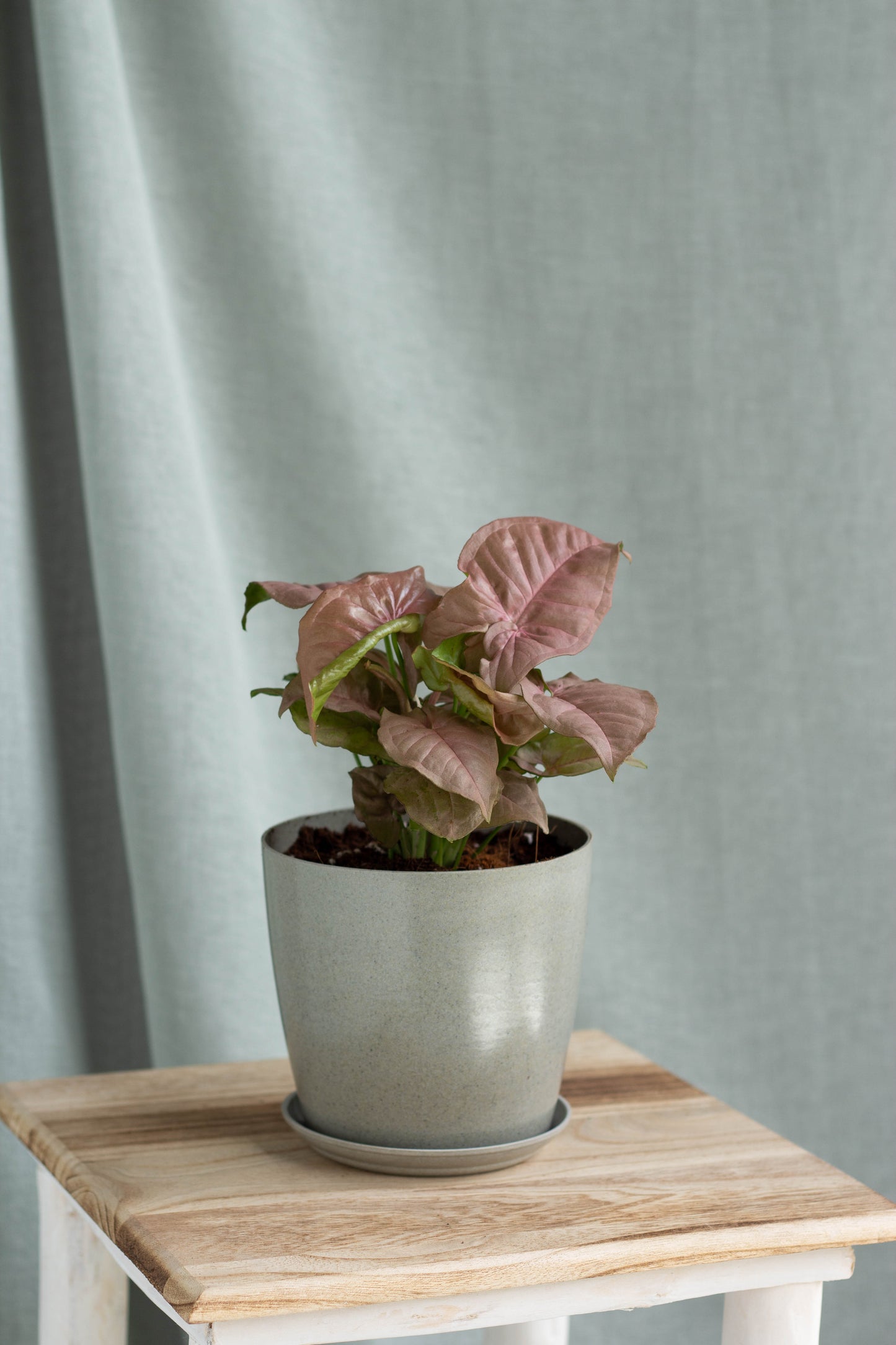 Syngonium Podophyllum 'Pink'