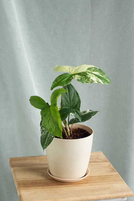 Syngonium Albo