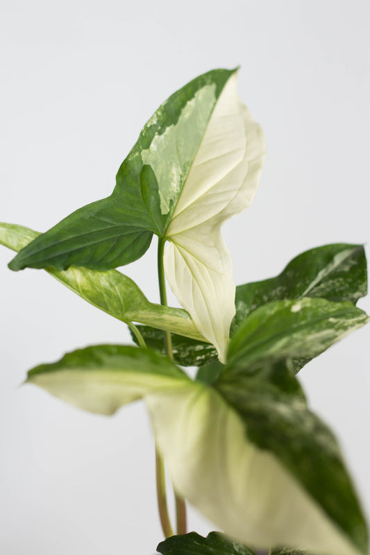 Syngonium Albo