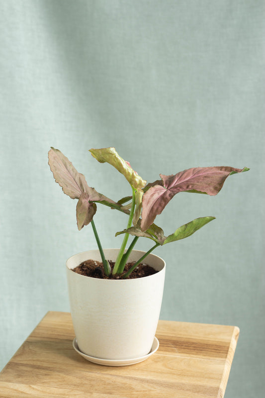 Syngonium Pink Dreame